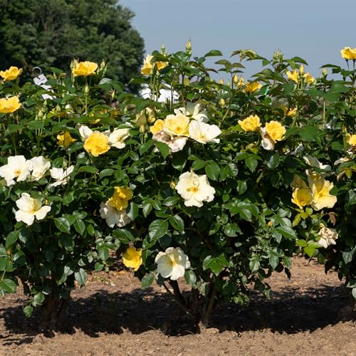 1 Gallon Rose Plant with Bright Yellow Flowers T293