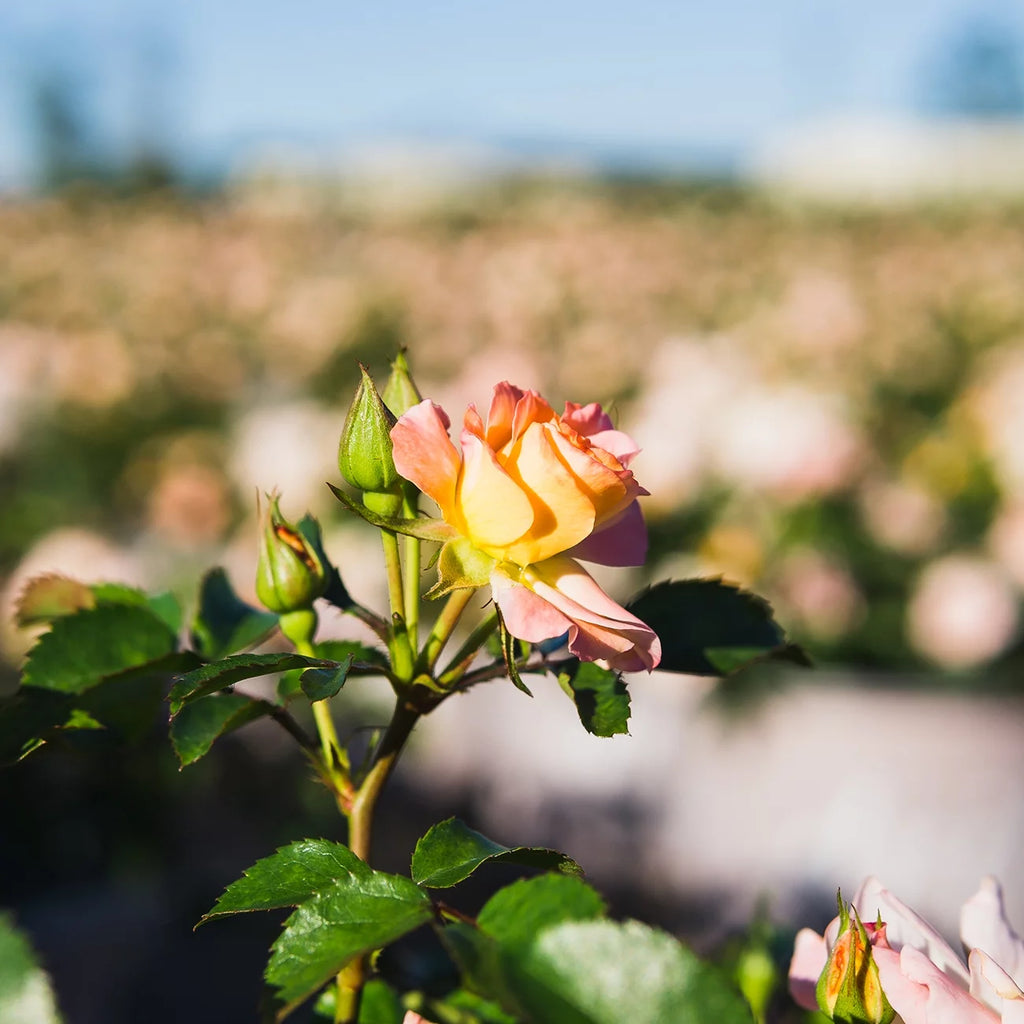 Apricot Drift Rose Bush Q2953