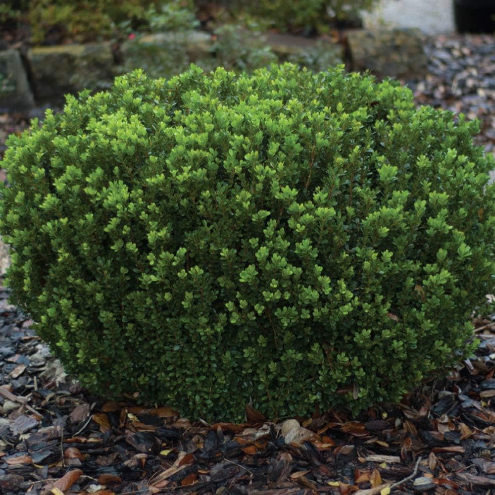 2.5 Quart Evergreen Shrub V169