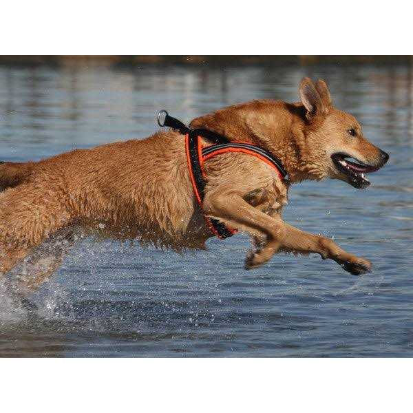Sport Harness T81350