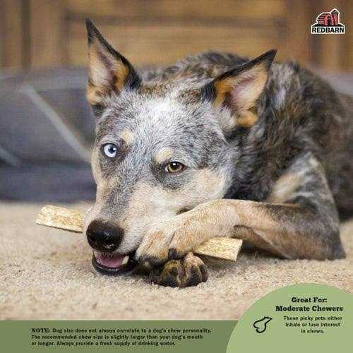 Moose Antler Dog Chew H18960