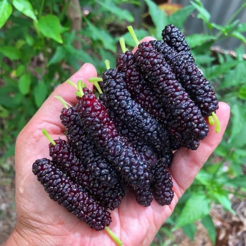 2 Dwarf Everbearing Mulberry Plants Live to Grow 5 to 8 Inch Height Sweet Mulberry Trees Live Seedlings Edible Dwarf Mulberries Fruit Plant R414