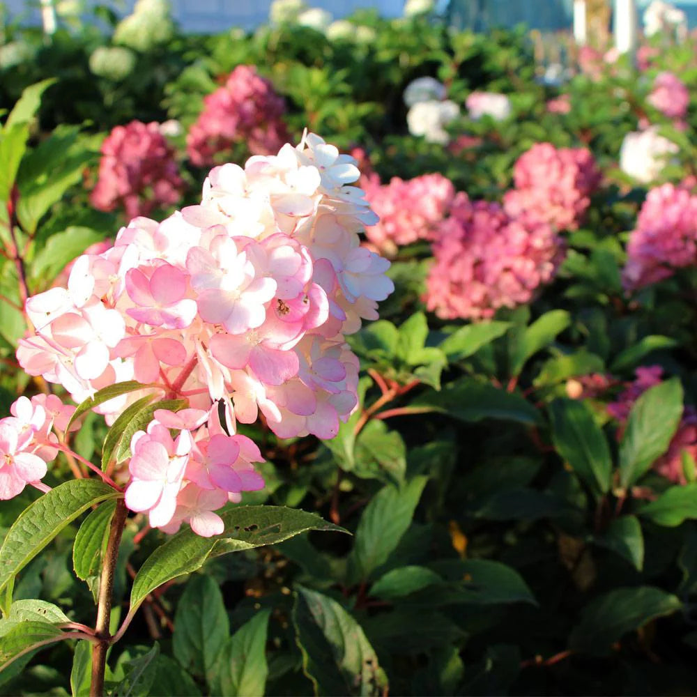 Vanilla Strawberry Hydrangea Tree H915903