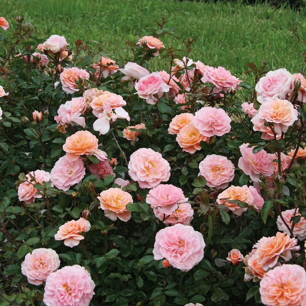 Apricot Drift Rose Bush Q2953