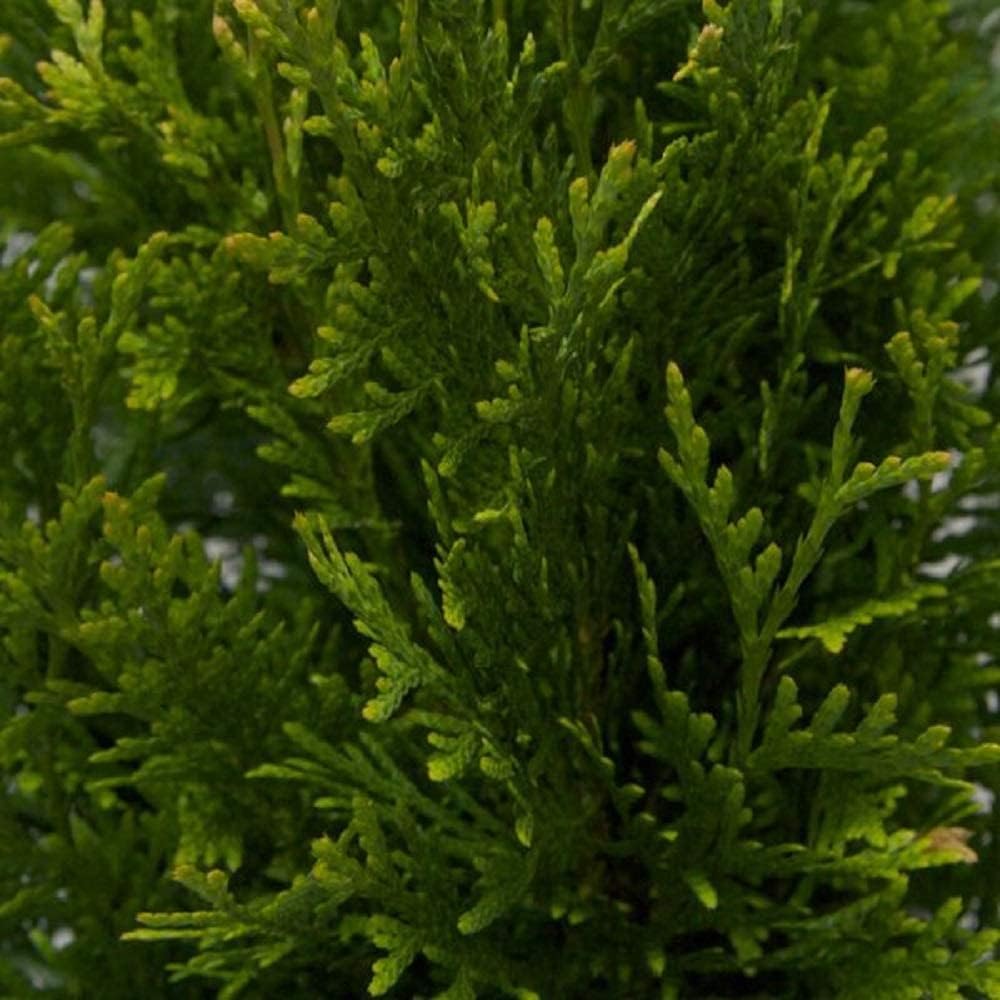 2.5 Gallon Thuja Green Giant Live Evergreen Tree K7936