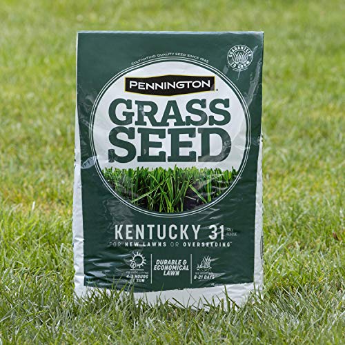 Kentucky 31 Tall Fescue Grass Seed 20 lb & Starter Lawn Fertilizer 14 LBS N843362