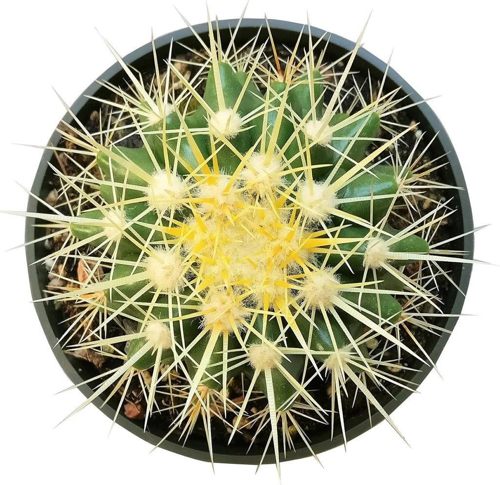 2 inch Succulent Plants Q11661