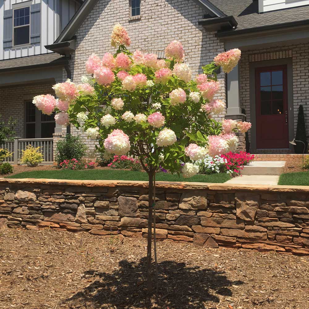 Vanilla Strawberry Hydrangea Tree H915903