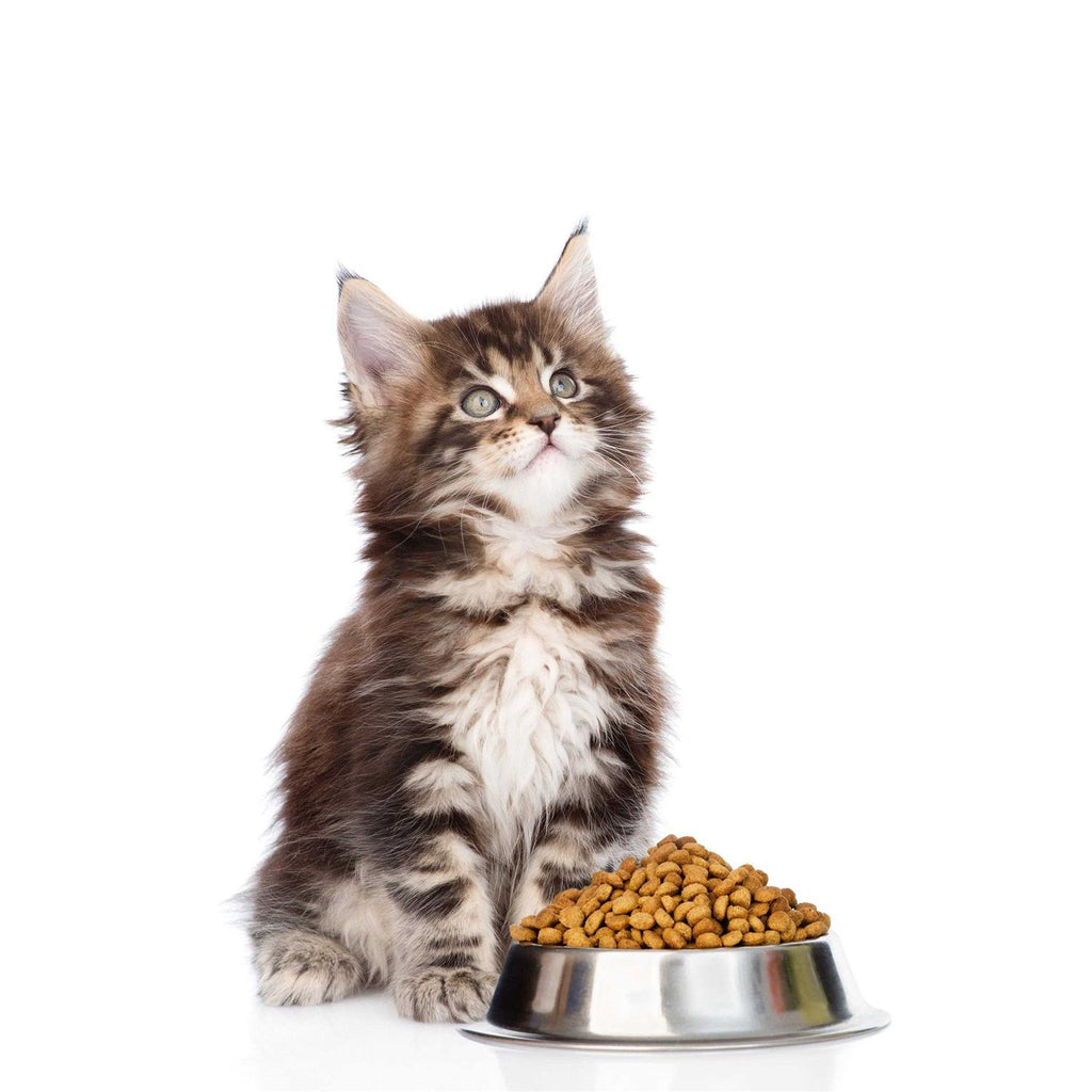 Probiotics Powder for Cats with Saccharomyces Boulardii Lactobacillus Acidophilus E639053