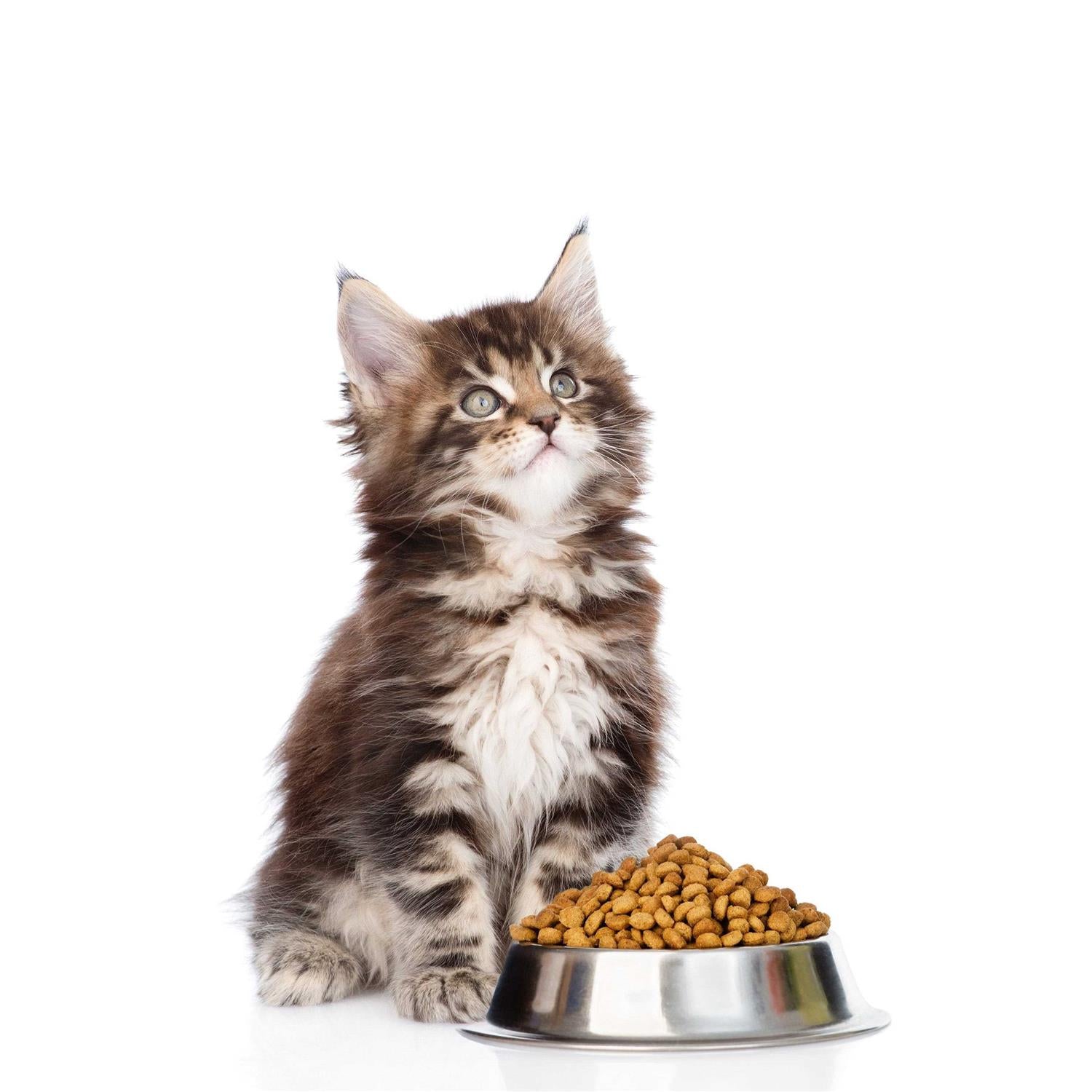 Probiotics Powder for Cats with Saccharomyces Boulardii Lactobacillus Acidophilus E639053