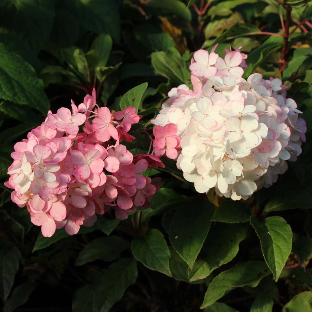 Vanilla Strawberry Hydrangea Tree H915903