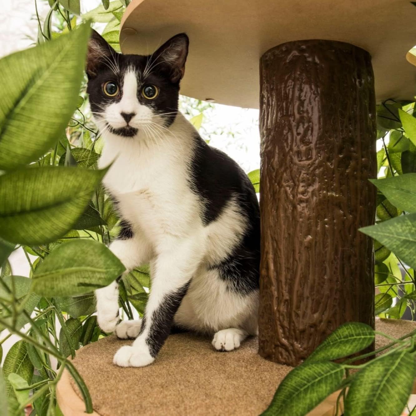 Cat Tree with Leaves C3466