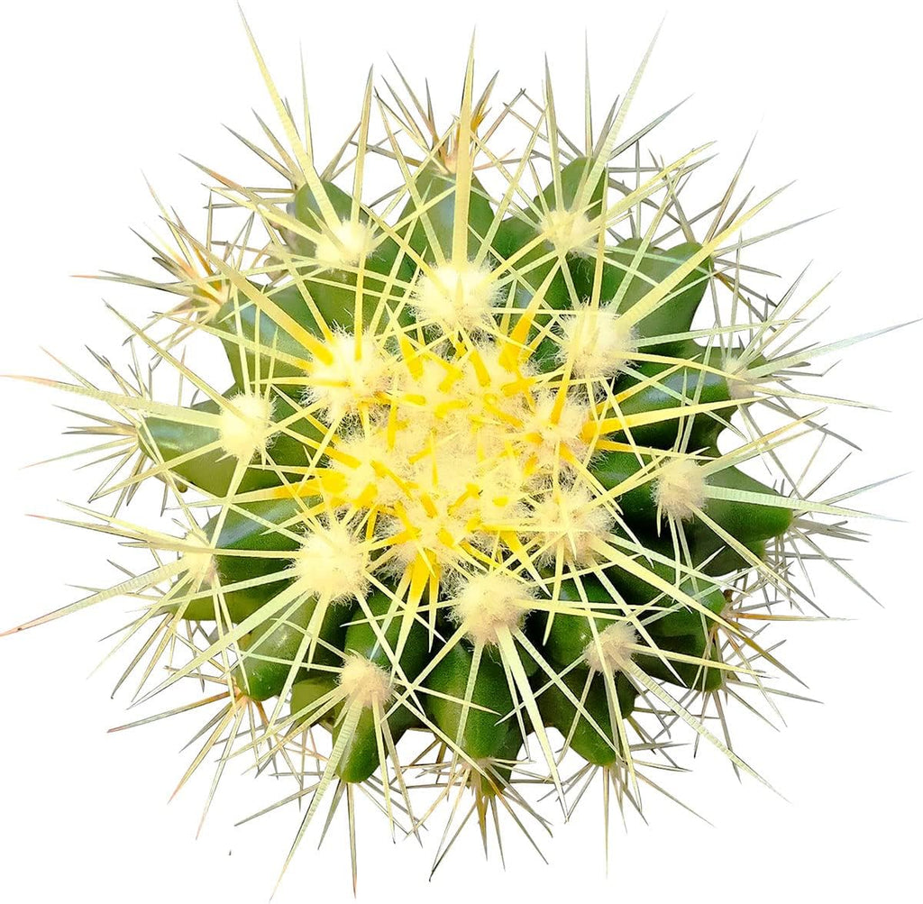 2 inch Succulent Plants Q11661
