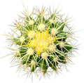 2 inch Succulent Plants Q11661