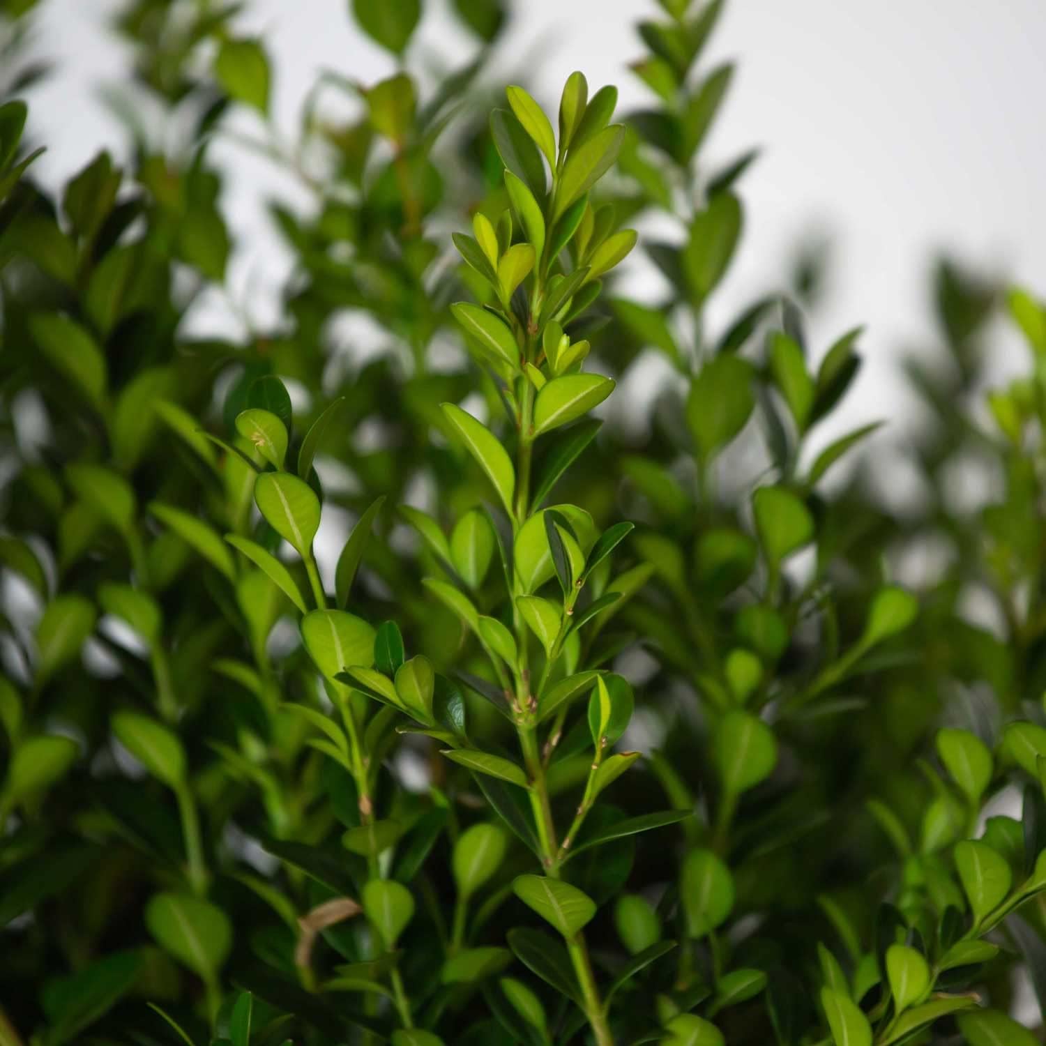 2.5 Quart Evergreen Shrub V169