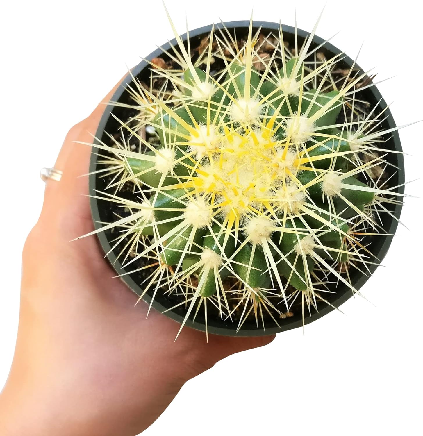 2 inch Succulent Plants Q11661